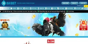 Đá Gà Trực Tiếp 24/7 Cùng SHBET Cược Nhanh Thắng Lớn